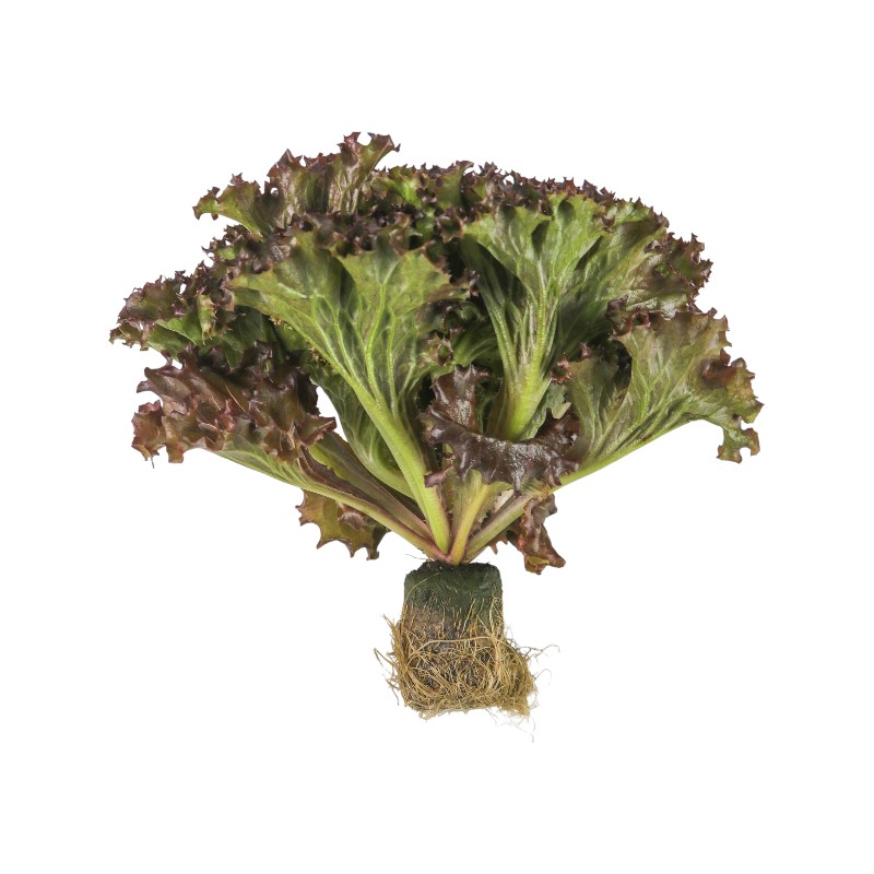 TAP Dark red lollo rossa, , large