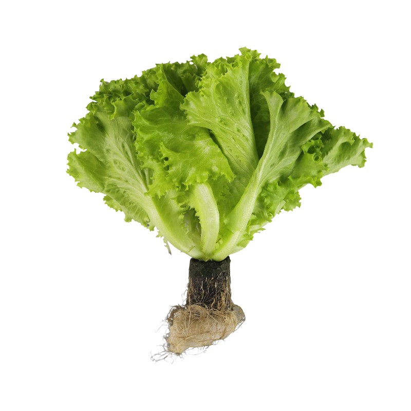 TAP Traceable Green Curly Living Lettuce, , large