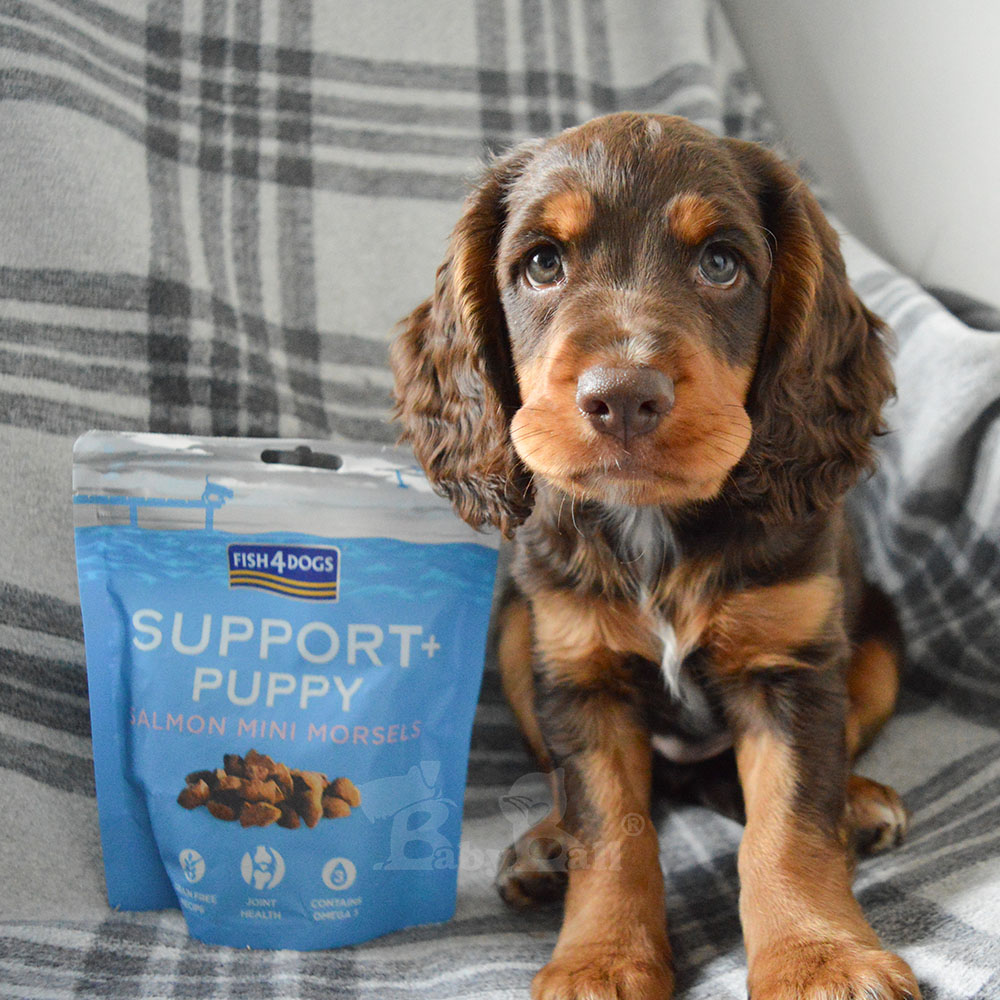 【倆寶貝精品館】海洋之星FISH4DOGS 機能強化魚餅-關節(幼犬) 150gｘ２入《效期2026/06/25》, , large