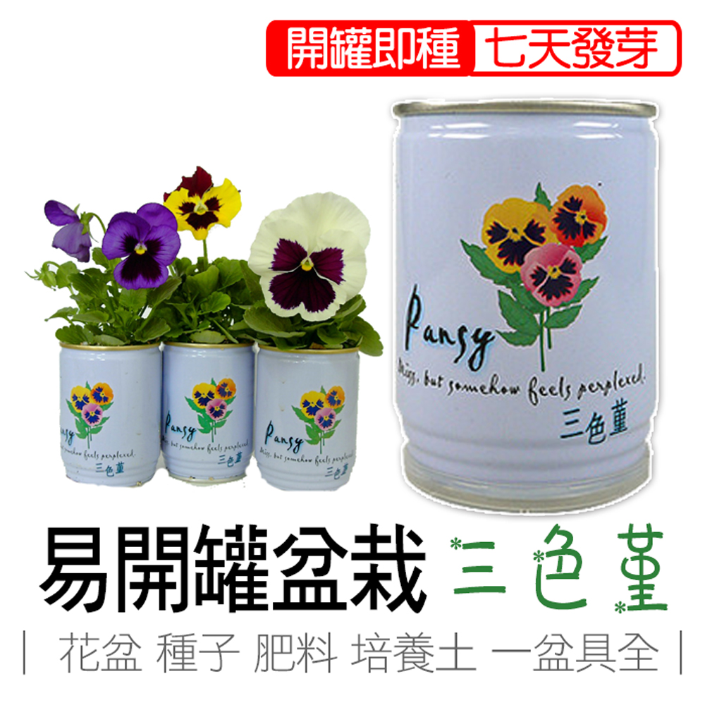 pansy, , large