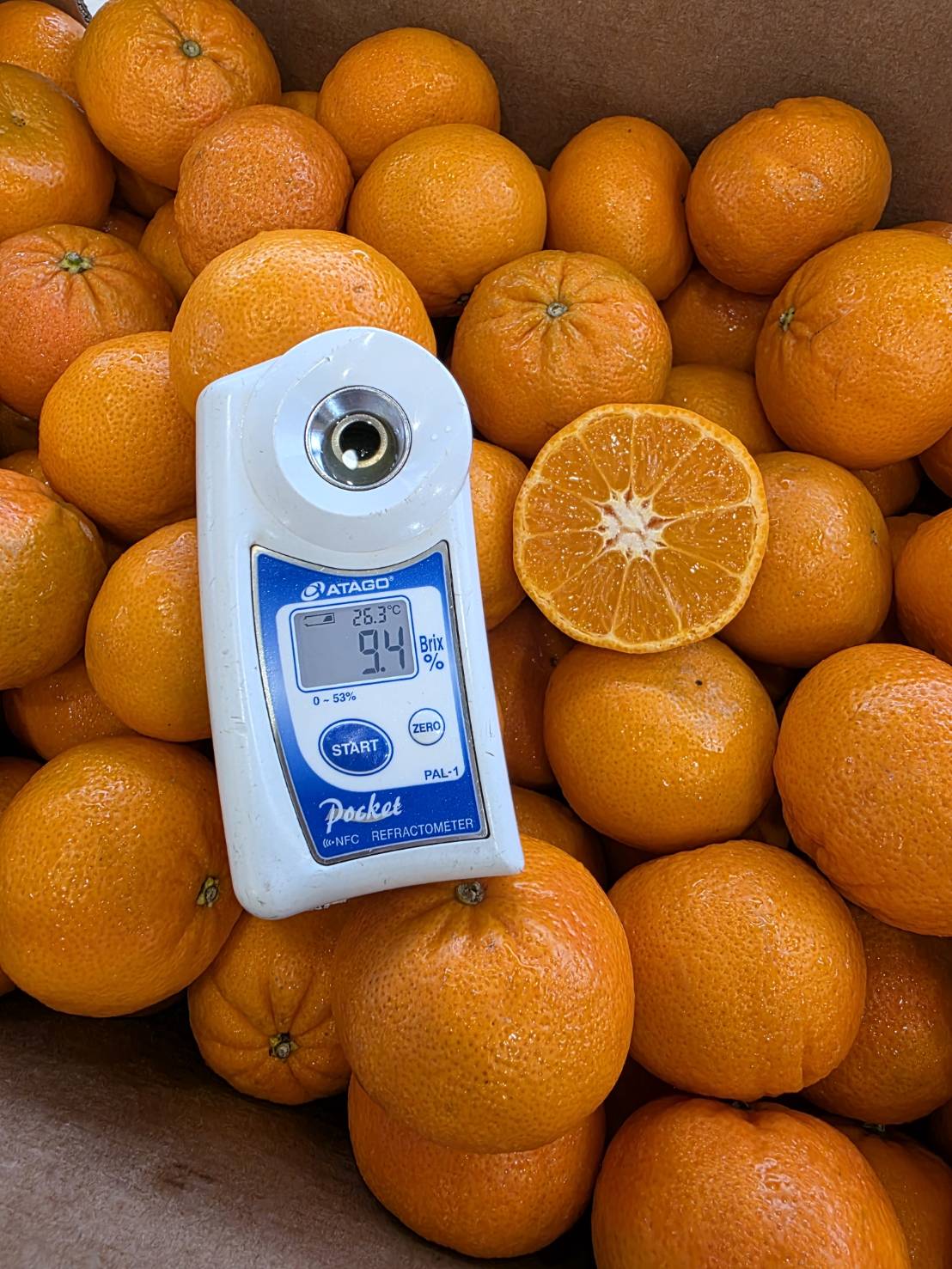 Sugar Mandarin, , large