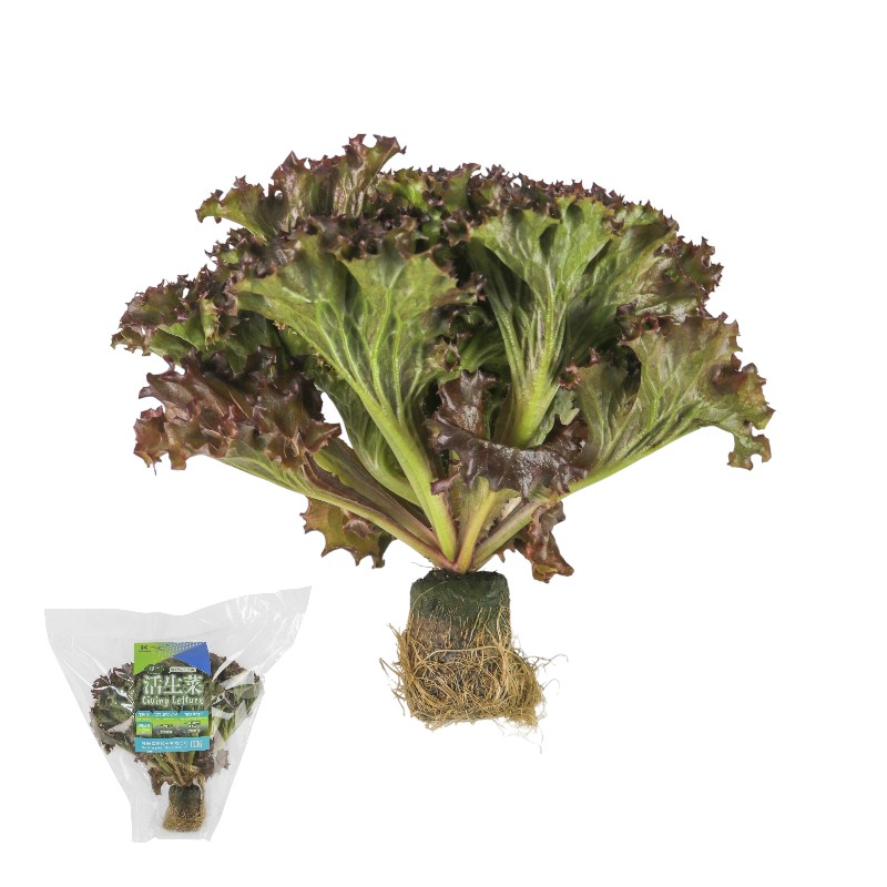 TAP Dark red lollo rossa, , large