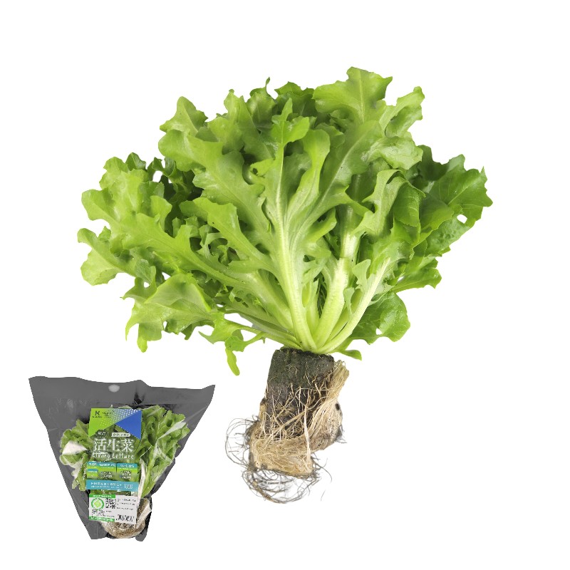 Traceable Green Lollo Rossa Living Lettu