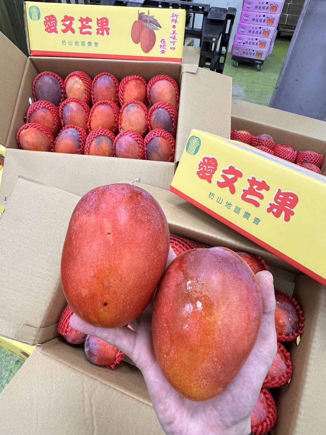 [芯鮮果]南臺灣嚴選 ( 愛文芒果 ), , large