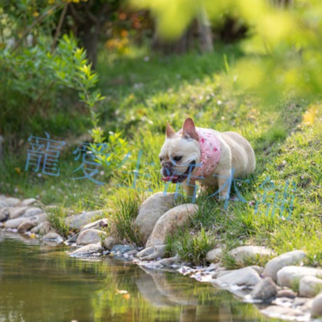 【寵愛生活本舖】-XS號-寵物涼感圍脖 專為迷你寵物訂製款 寵物降溫 XS號造型涼感圍脖 寵物冰圍脖, , large