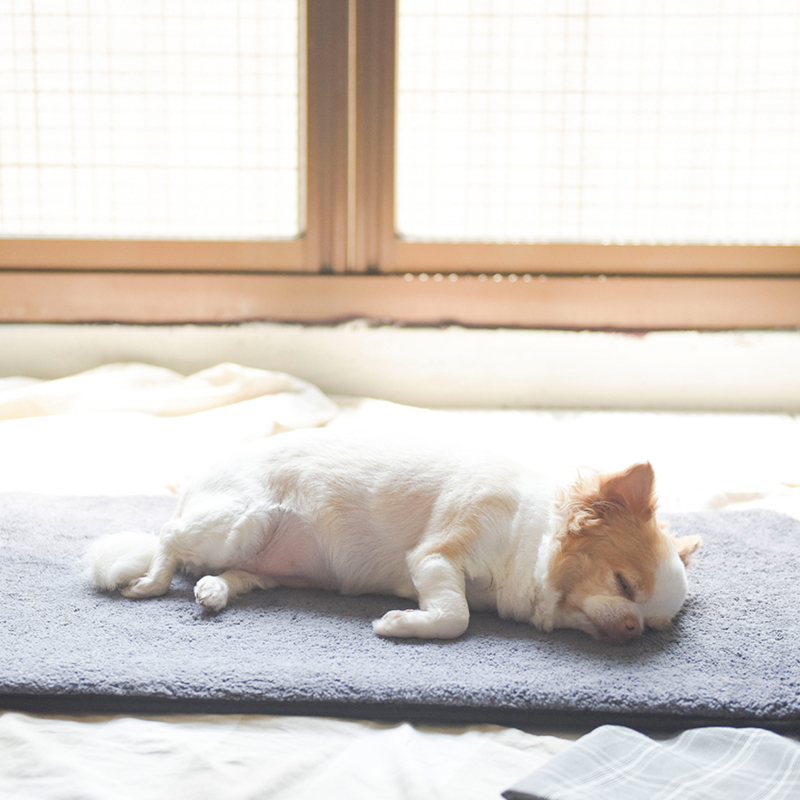 hachi Multifunctional Pet mat , , large