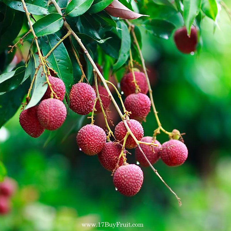 Yuhebao Litchi 1.8KG, , large
