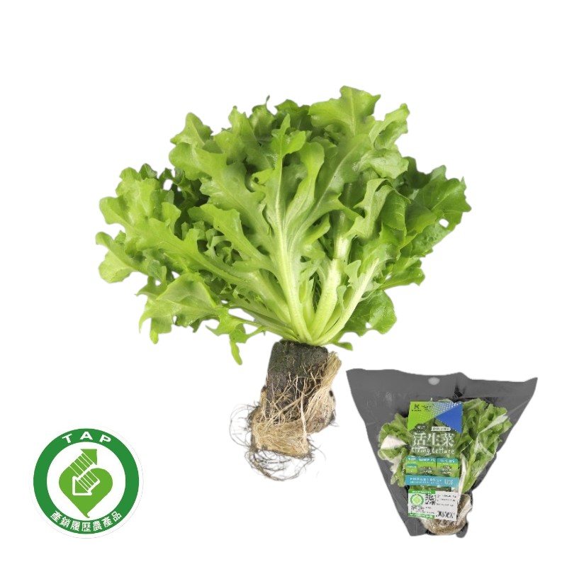 Traceable Green Lollo Rossa Living Lettu, , large