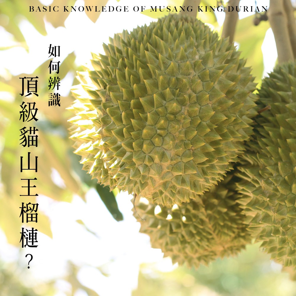 【榴槤大哥 D.MasKing】The Only Certified Malaysia Raub Musang King Durian x2 Box, , large