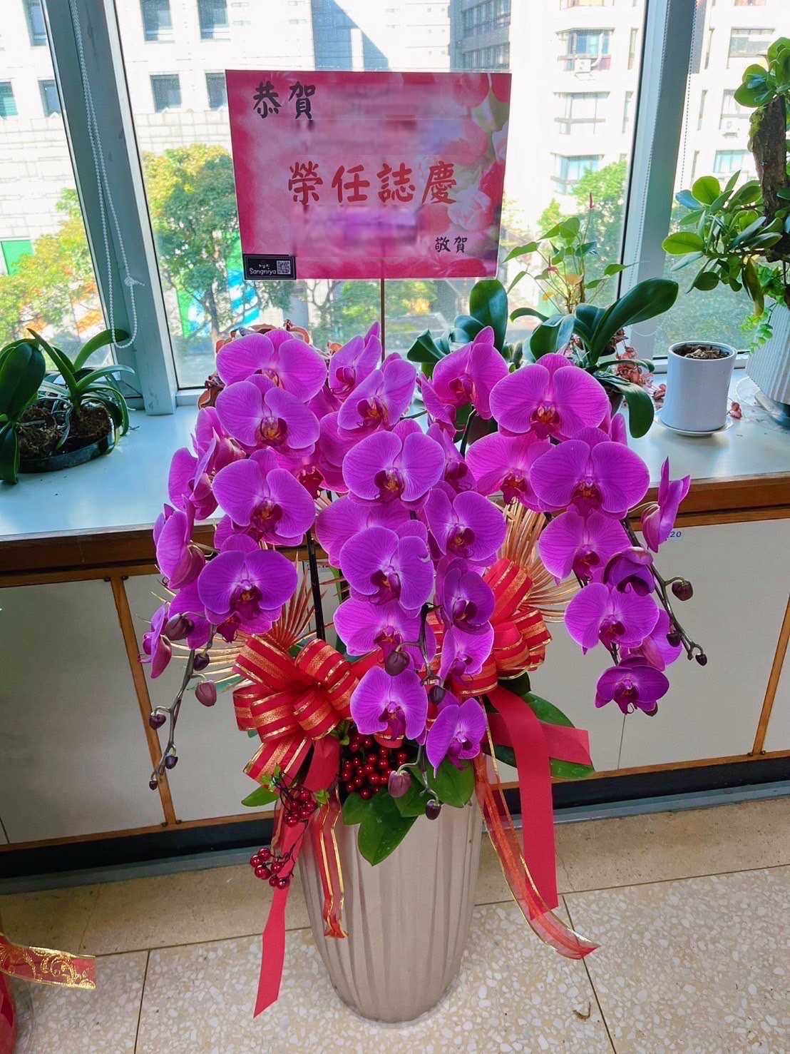 orchid potted plant