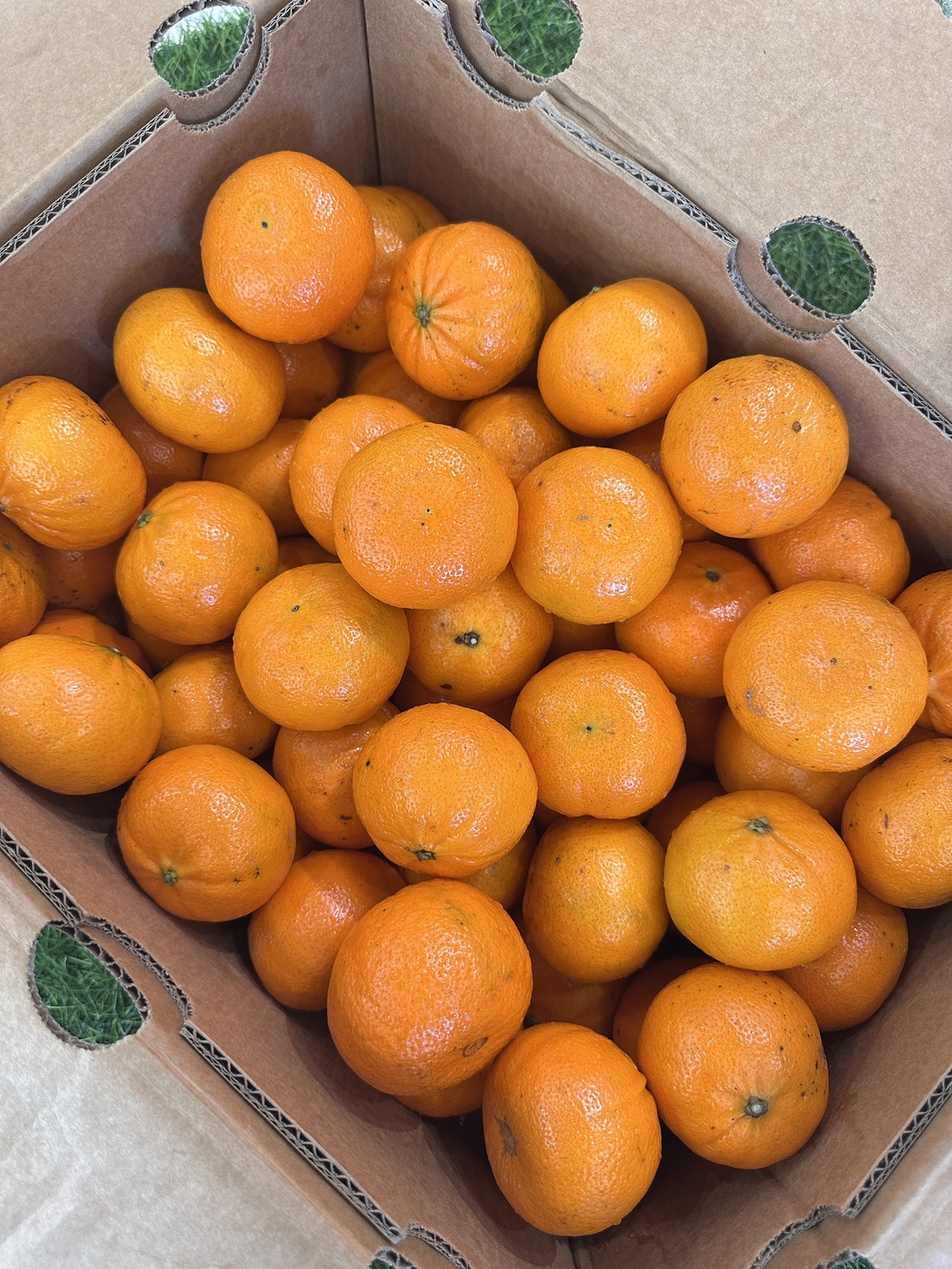 Sugar Orange, , large