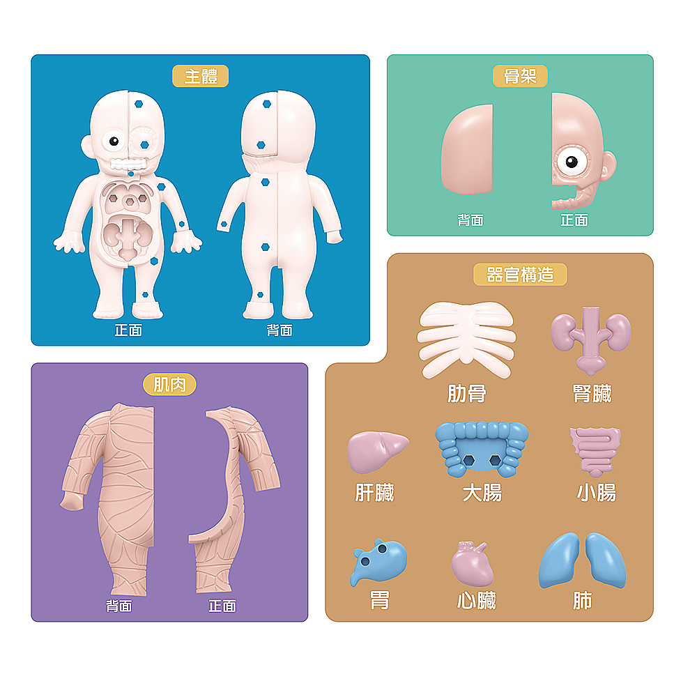 【啾愛你】兒童科教人體器官模型公仔, , large