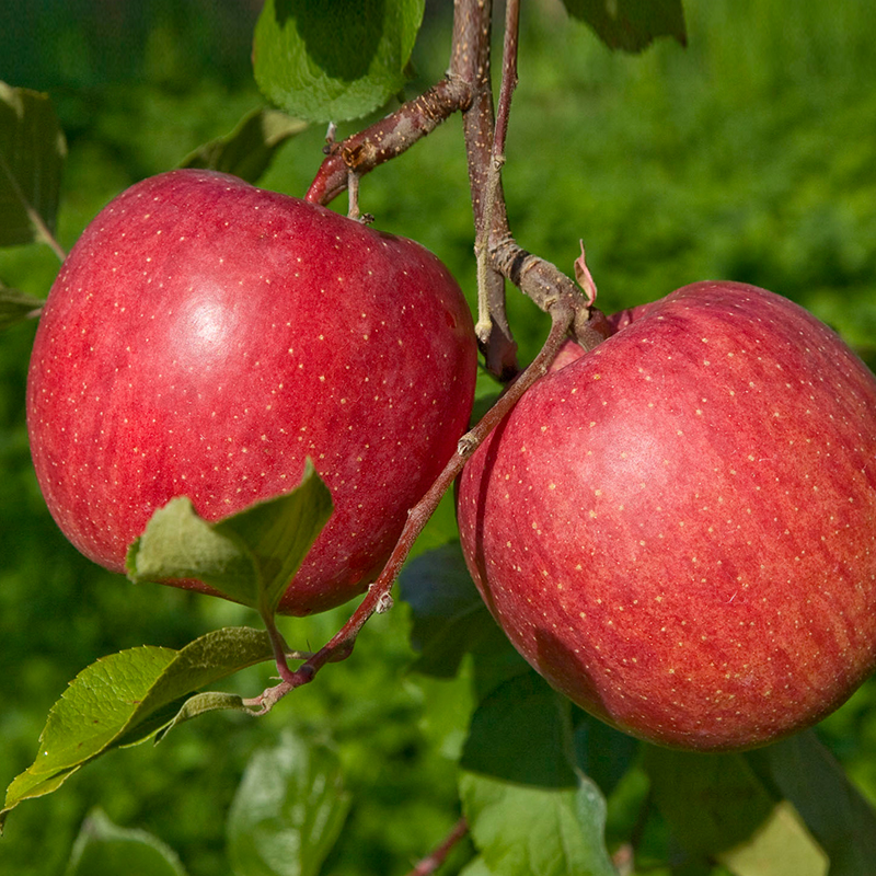 預購免運★5個工作日內出貨【一起買】華盛頓有機Fuji 富士蘋果 / 原裝箱80-88顆, , large