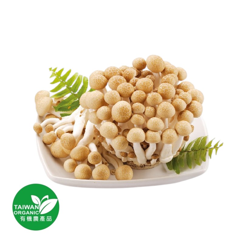 CFBIO Bunashimezi, , large