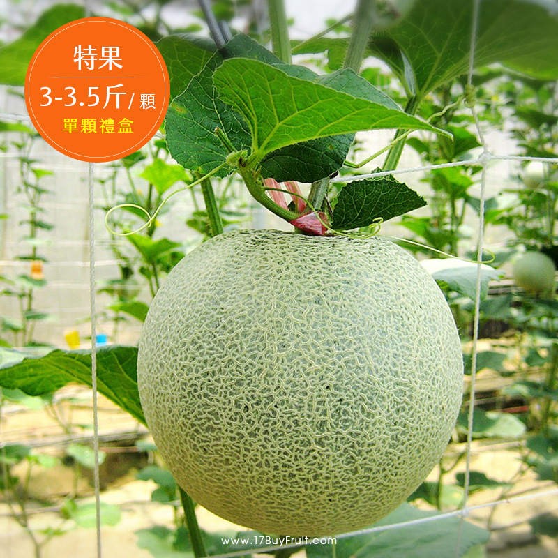 Taiwan Melon Gift, , large