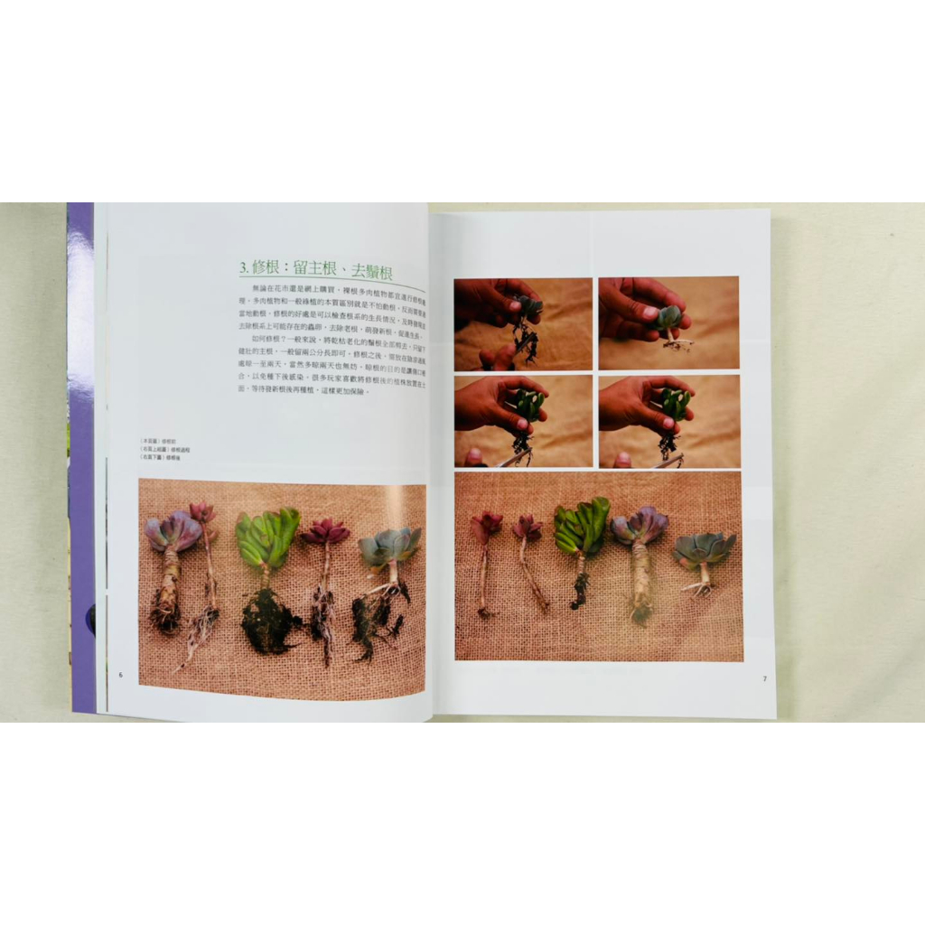 《南門書局》多肉植物系列2本, , large