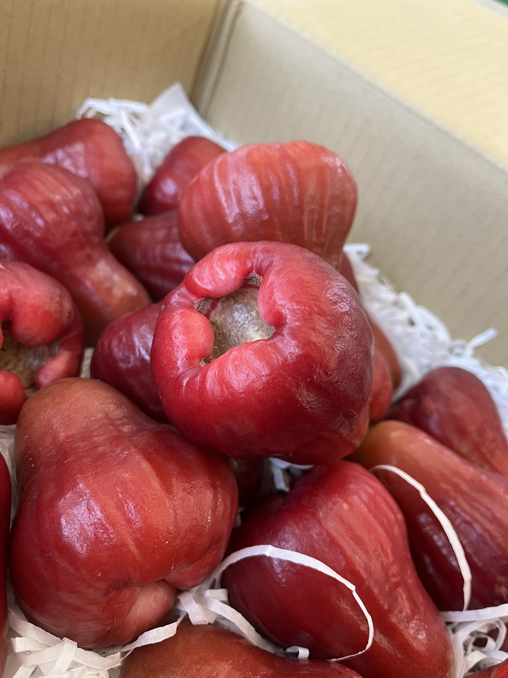 Black Sugar Wax Apple, , large