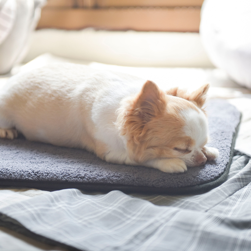 hachi Multifunctional Pet mat 
