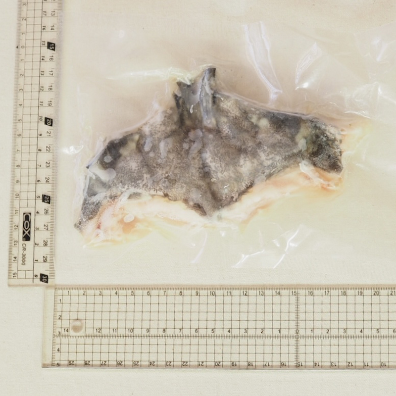 Grouper, , large