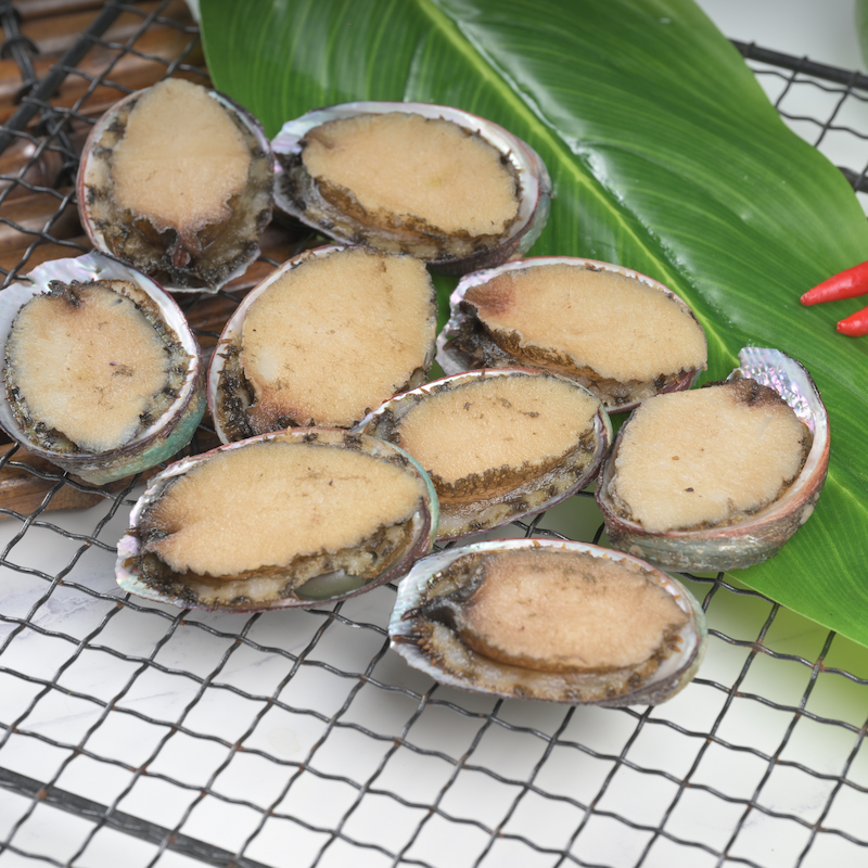 Abalone, , large