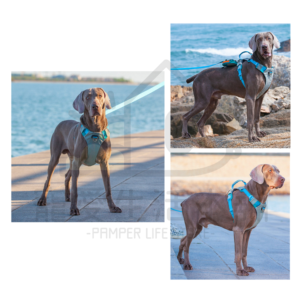 【寵愛生活本舖】中大型犬防爆衝胸背帶 寵物胸背帶 大型犬專用 背心式胸背帶, , large