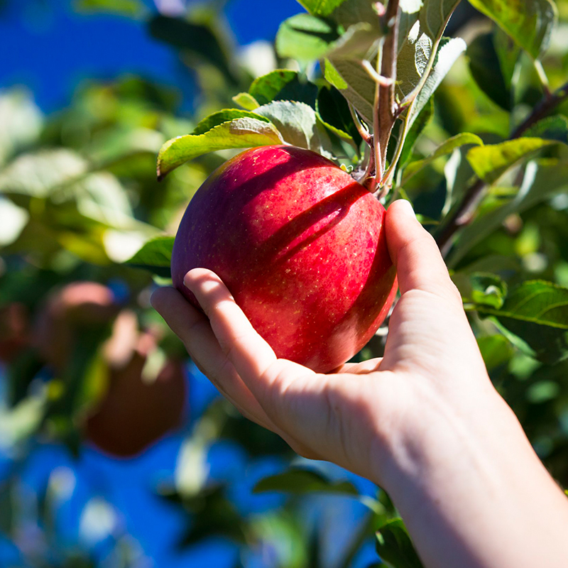 【17Buy】NZ Organic Dazzle Apples, , large