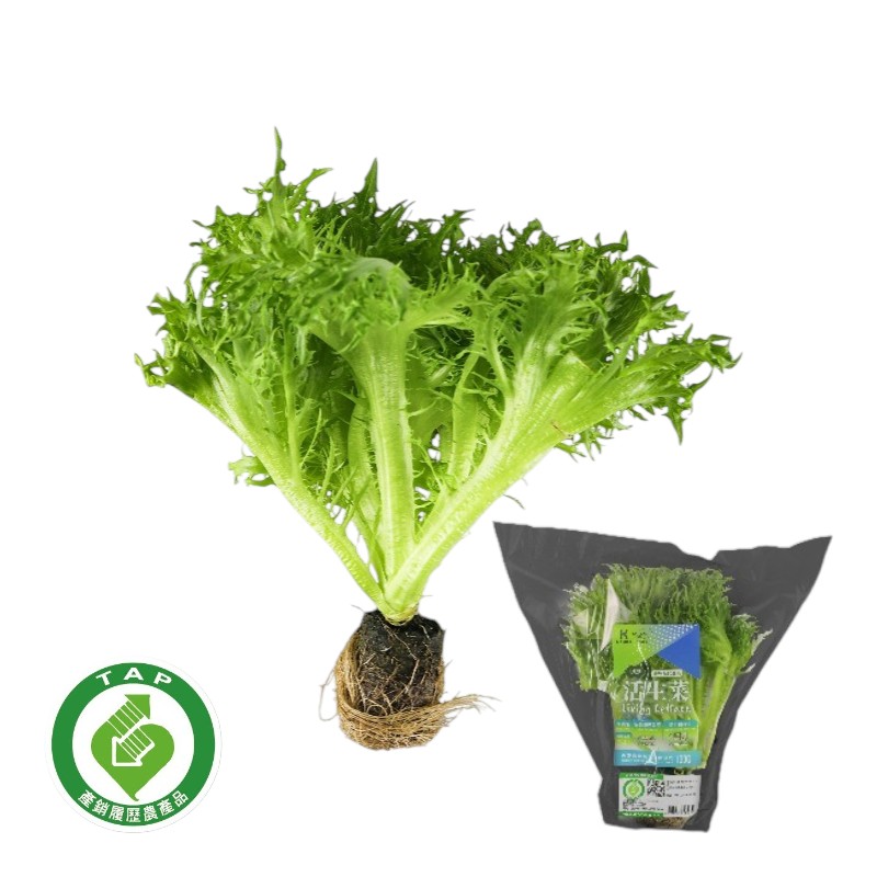 Traceable Green Lollo Rossa Living Lettu, , large