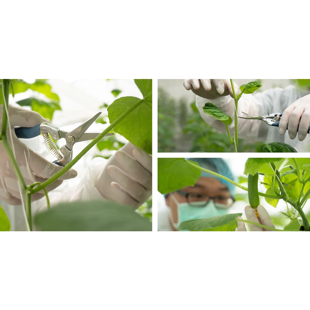 【HOKAS】S518長曲刃芽切剪  (園藝剪 摘果剪 盆栽剪刀 花藝剪刀 樹葉剪 剪定鋏 葡萄剪 修剪細枝剪), , large