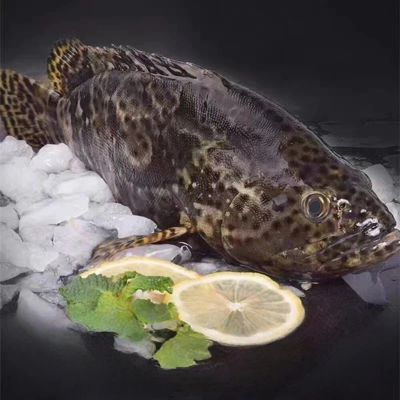 【吾家有貓-海鮮屋 】三去 新鮮活凍龍虎石斑 約550-600g 年菜必備, , large