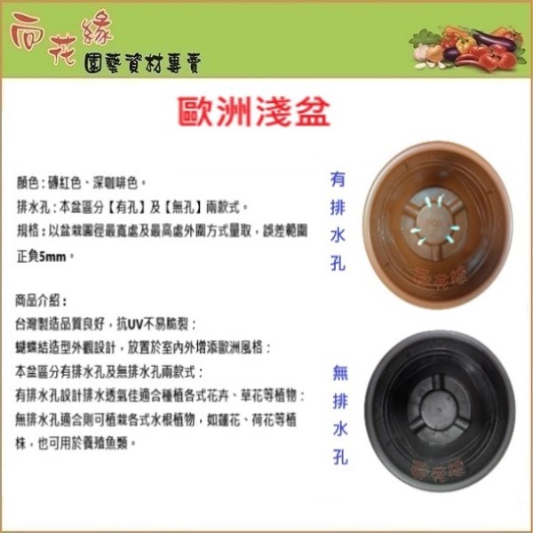 European Shallow Planter without Drainage Hole (Dark Brown) - 8 inch, , large