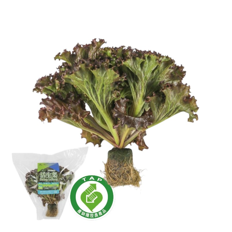 TAP Dark red lollo rossa, , large