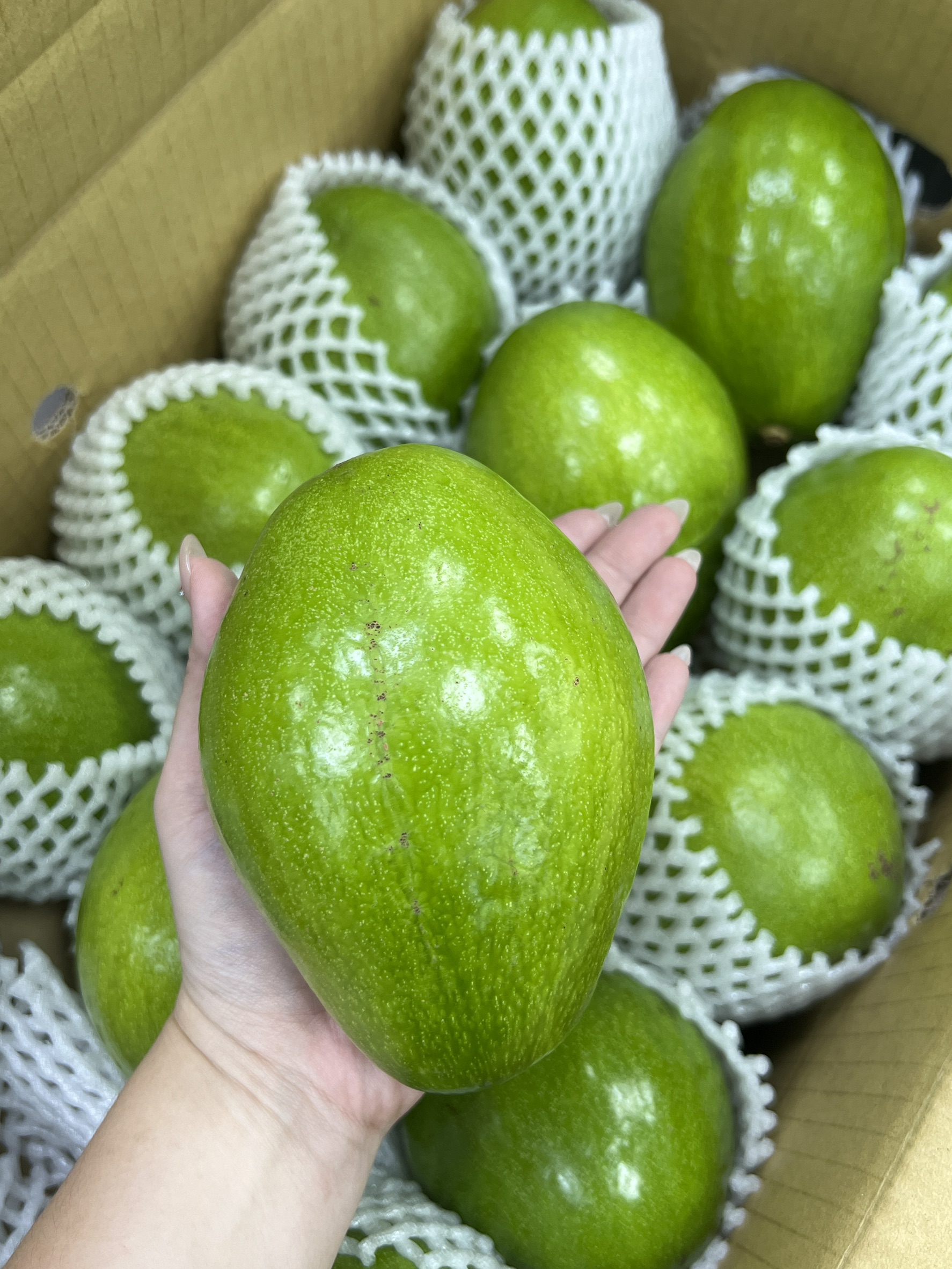 Taiwan Avocado, , large