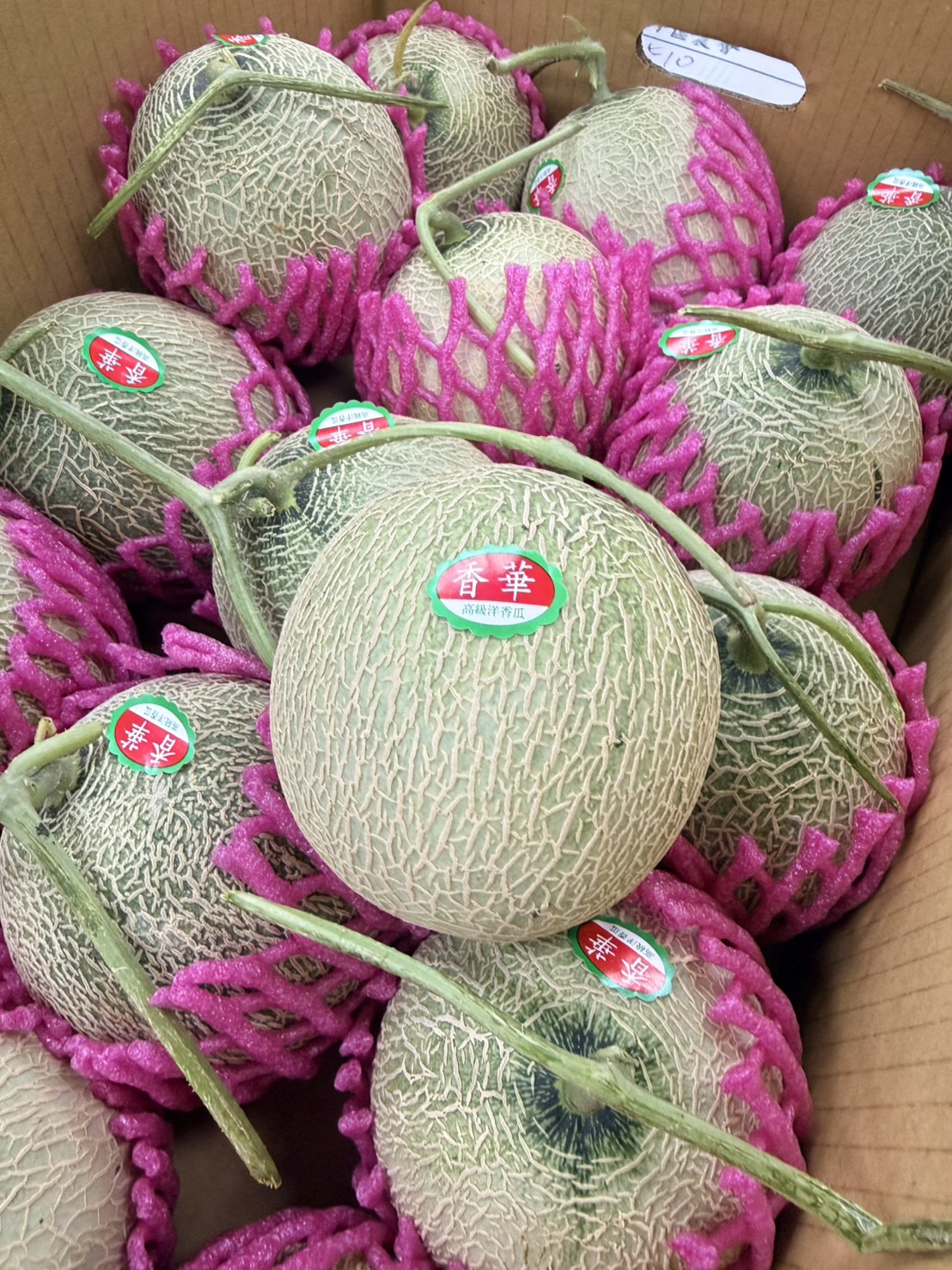 Xiang Hua Melon, , large