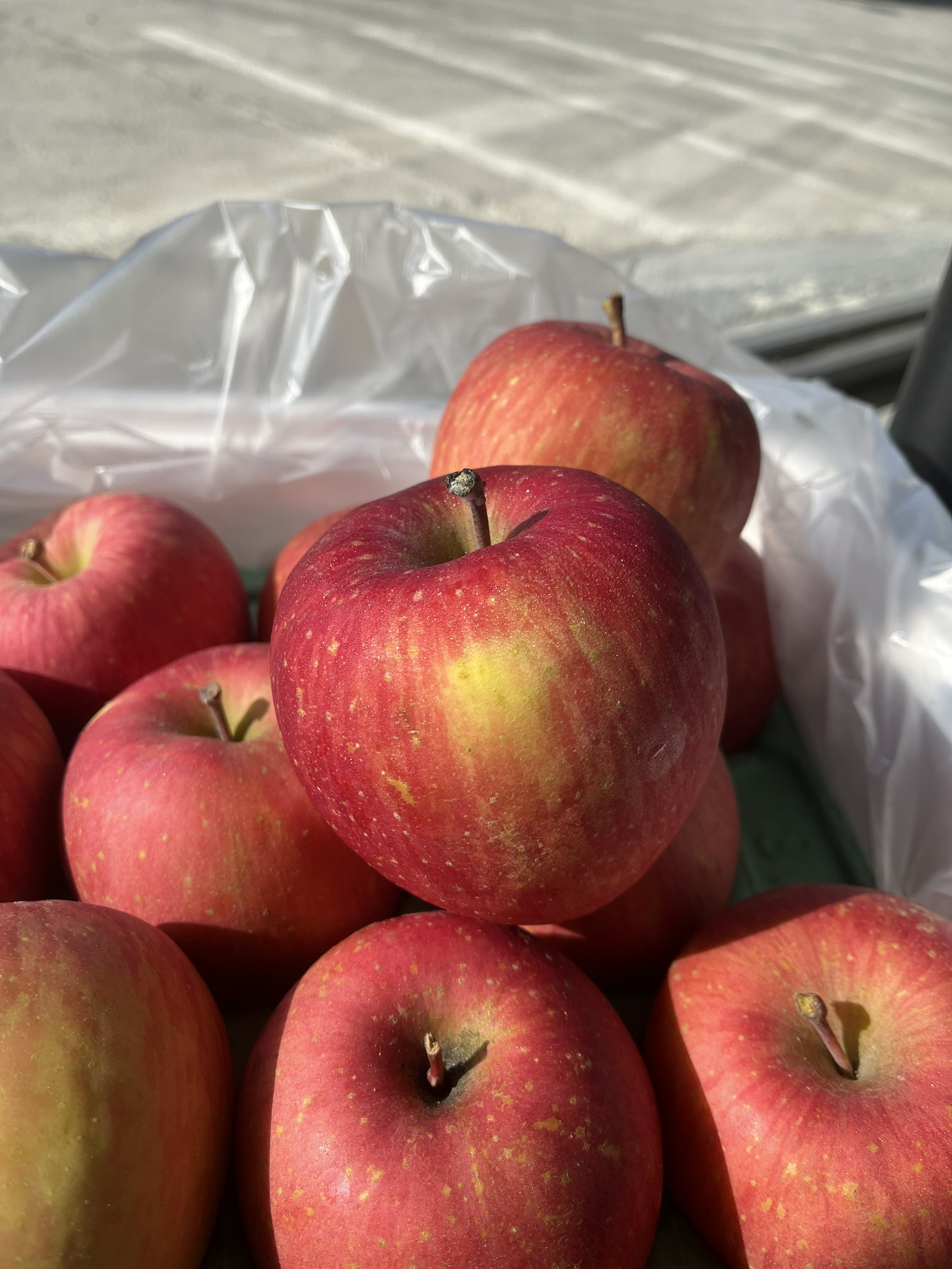 Aomori Honey Fuji Apple, , large