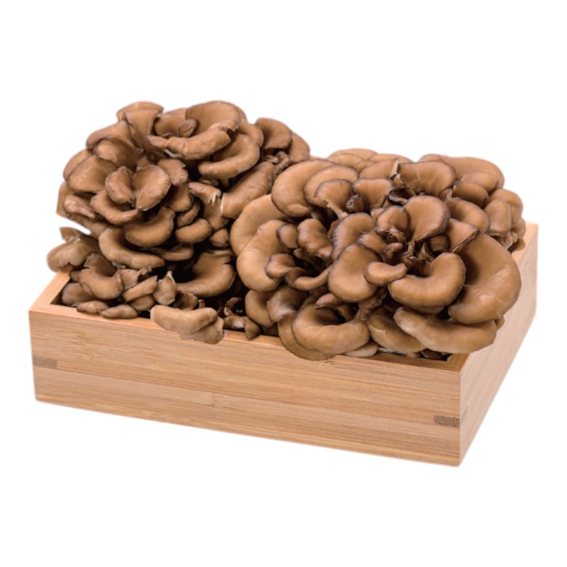 Japanese Maitake