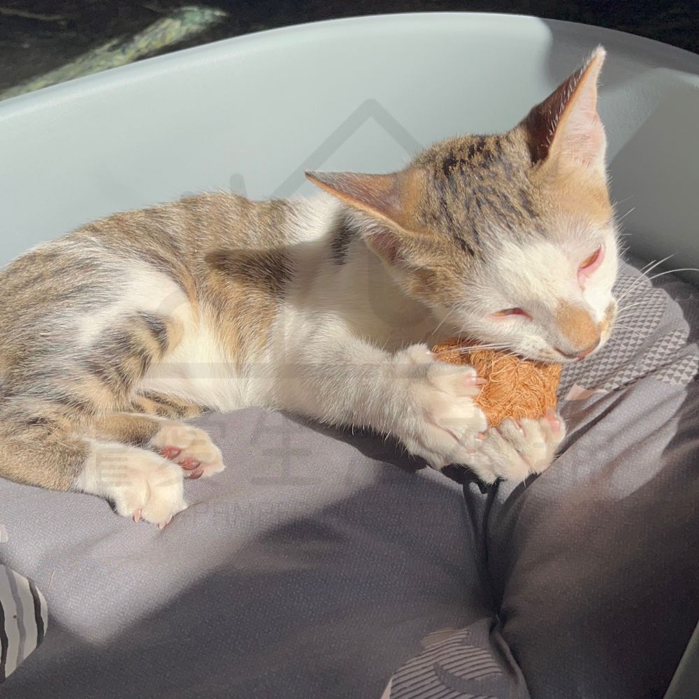 【寵愛生活本舖】天然椰子纖維球 寵物磨牙玩具 小動物磨牙球 三種尺寸, , large