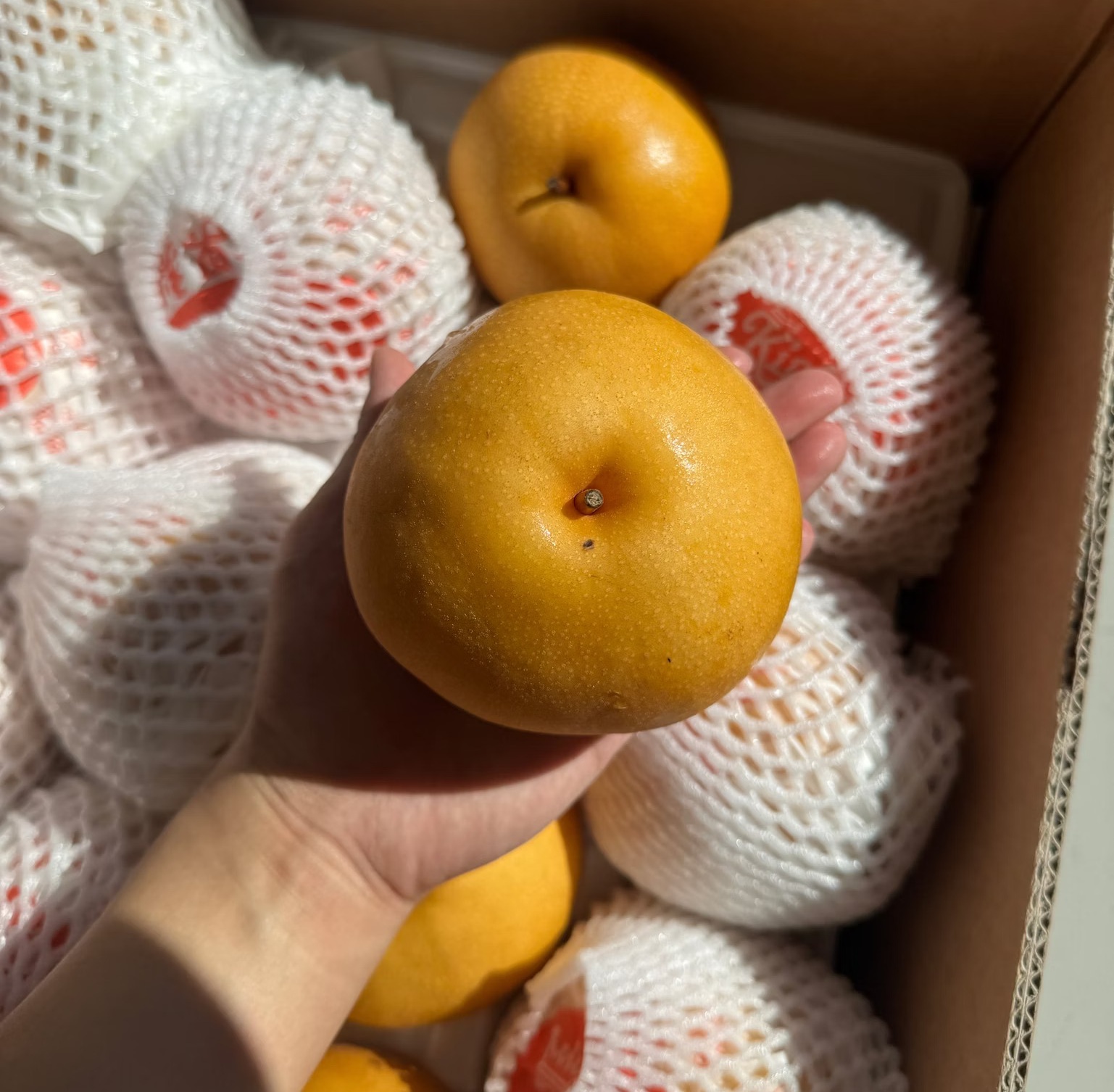 Korean Asian Pear, , large