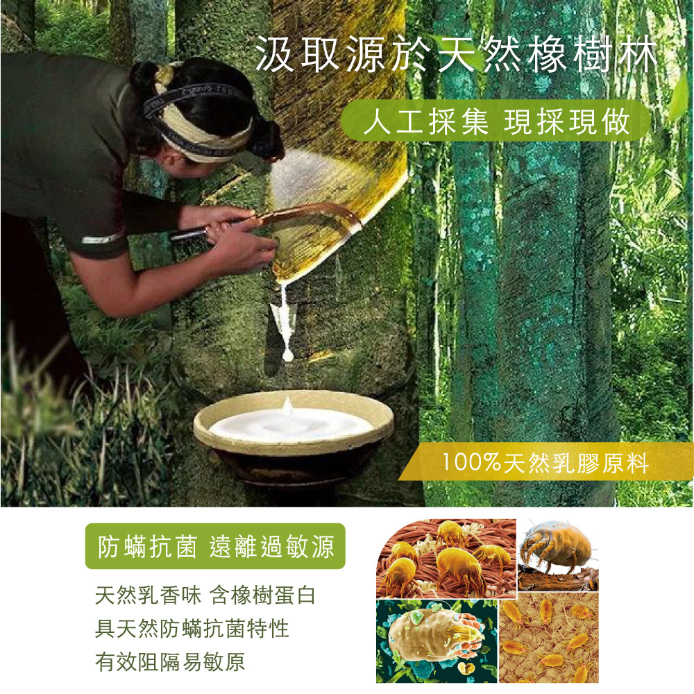 【Arnold Palmer雨傘牌】蝶形乳膠枕1入, , large