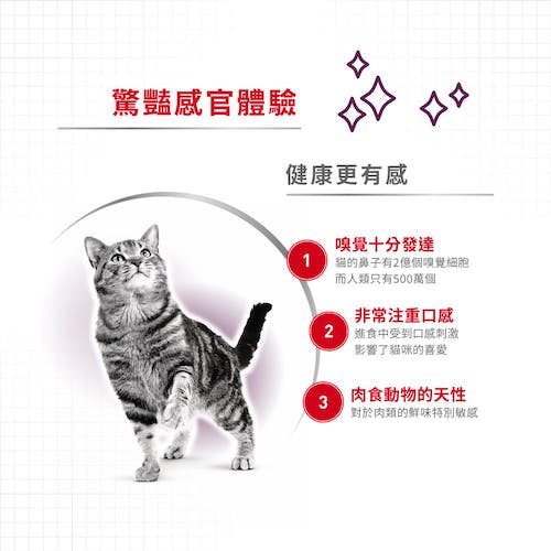 【拉拉寵物小舖】法國皇家 貓主食餐包 SFW 感官饗宴&trade; 多元口感主食濕糧 貓主食濕糧, , large