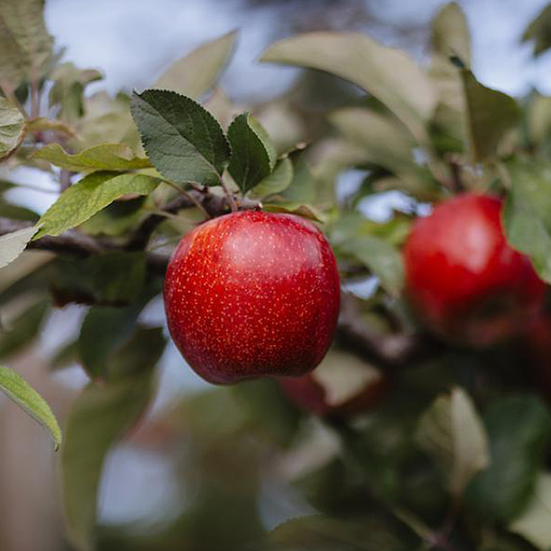 【17Buy】Organic Envy Apples, , large