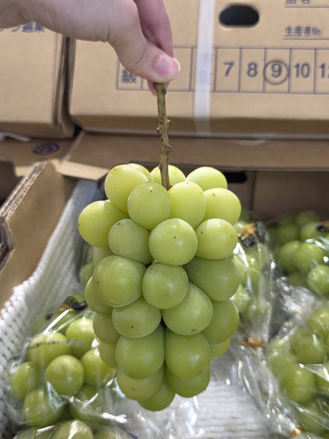 Japanese Shine Muscat Grapes, , large