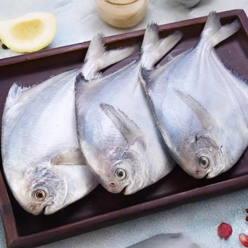 White Pomfret, , large