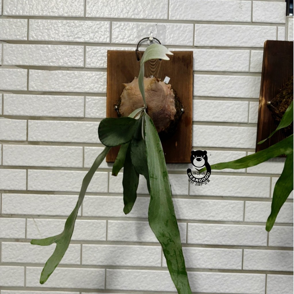 [熊好貼國際]螺絲貼片 特價 膠片加大螺長2種尺寸 粗糙不平光滑平整牆面皆可貼 不殘膠不傷磁磚 無痕掛勾 舒適家掛鉤, , large