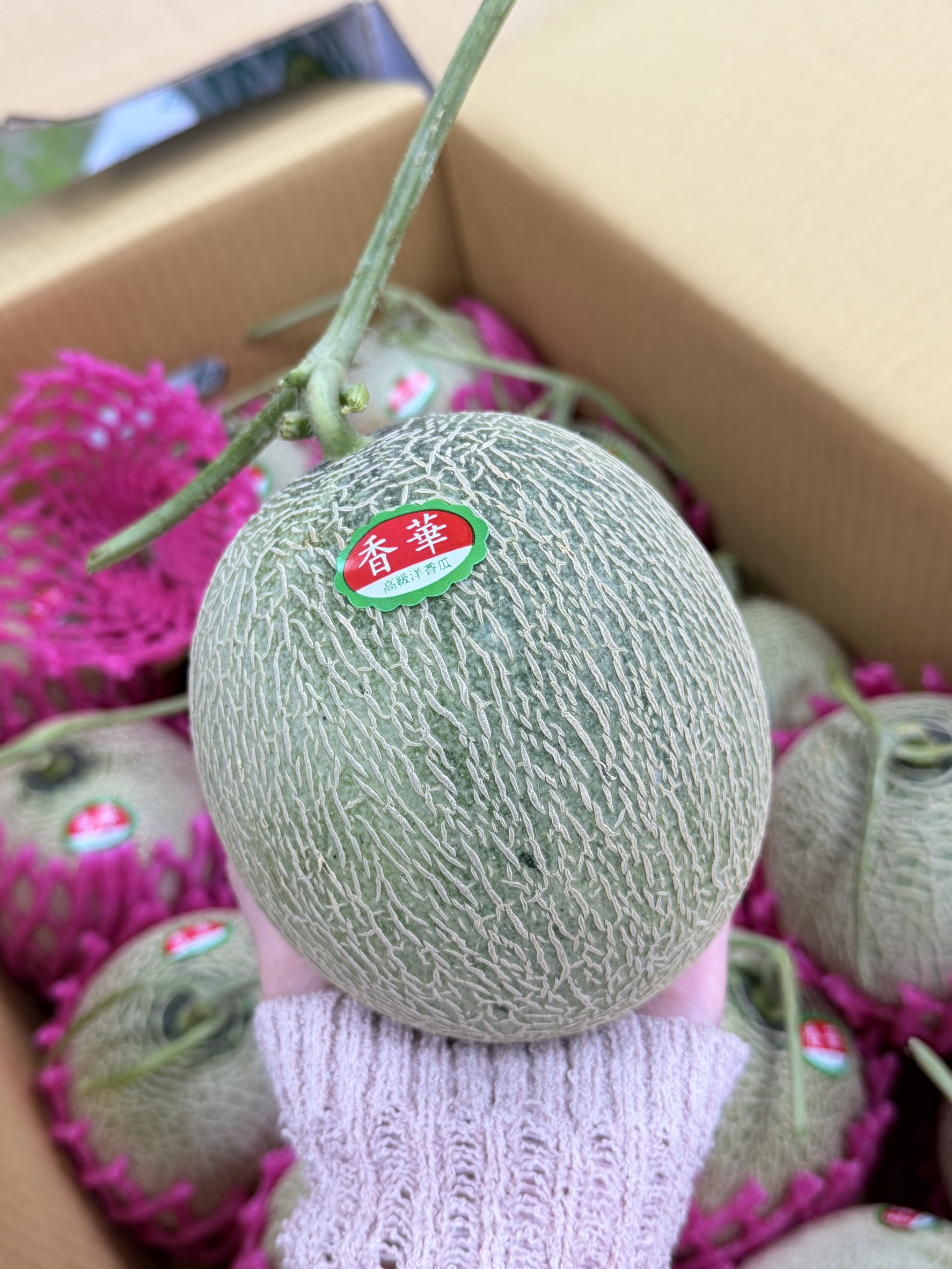 Xiang Hua Melon, , large