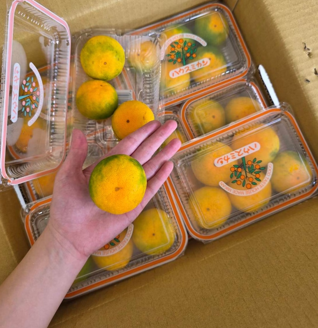 Japanese Air Freight Fukuoka Prefecture, , large