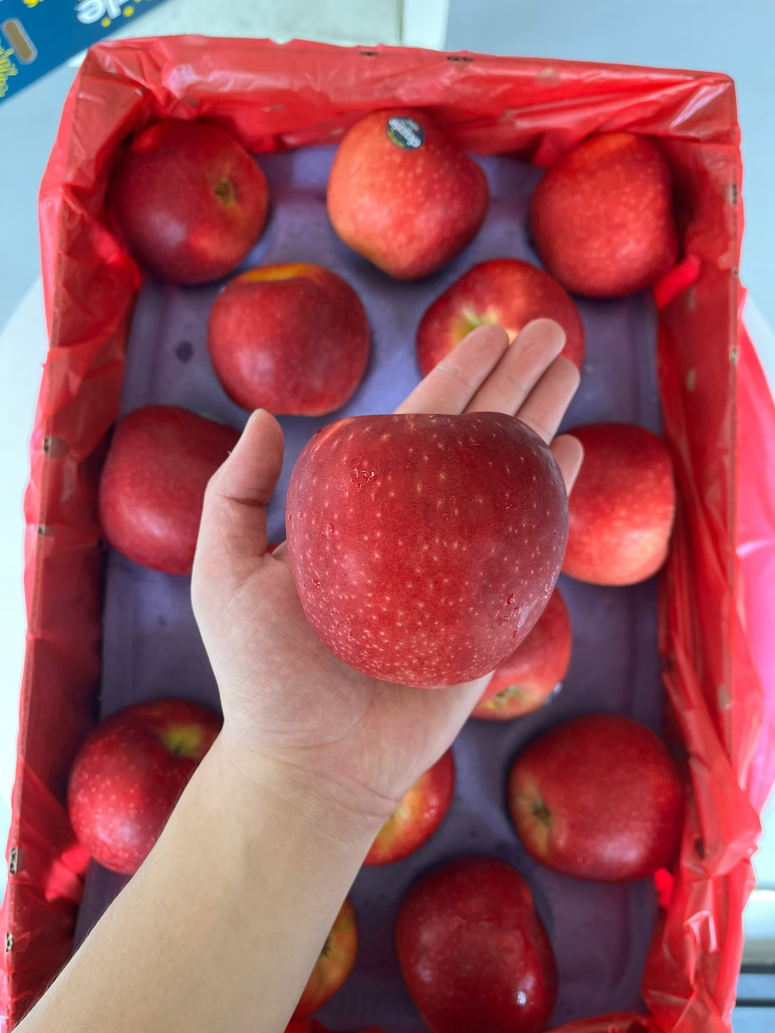 Dazzle Apple, , large