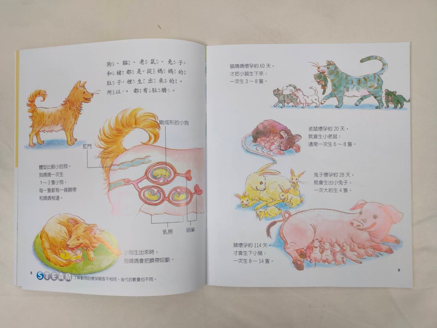 《南門書局》小小牛頓幼兒館 STEAM１＋２輯 共60本 含1支點讀筆, , large