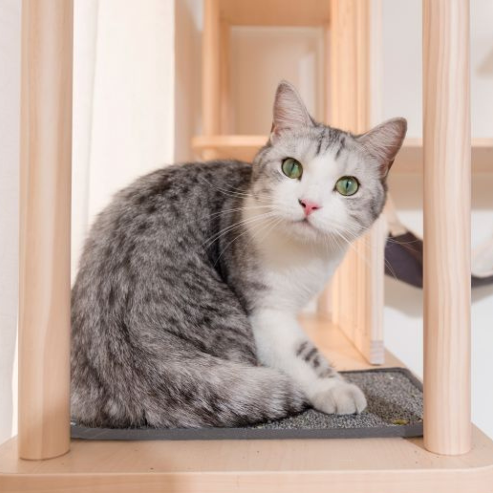 【paipaipets】Cat Scratching Cloth (2/set)(For Cat Tree), , large