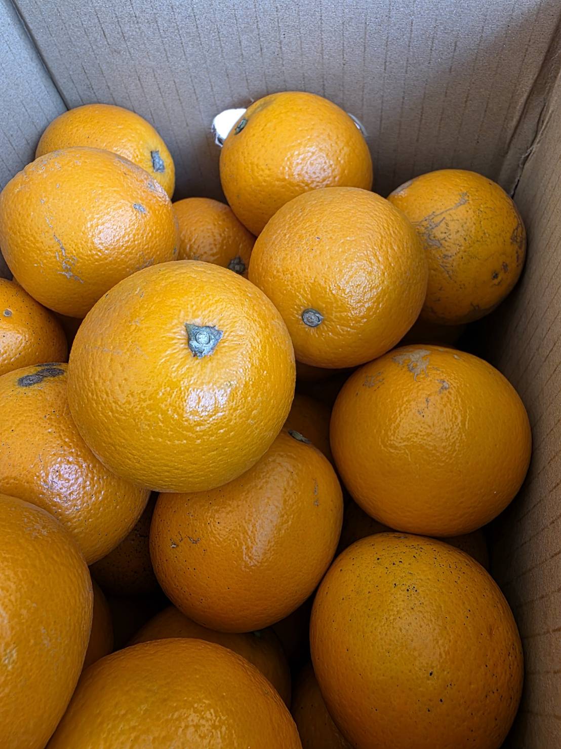 Sweet Orange, , large