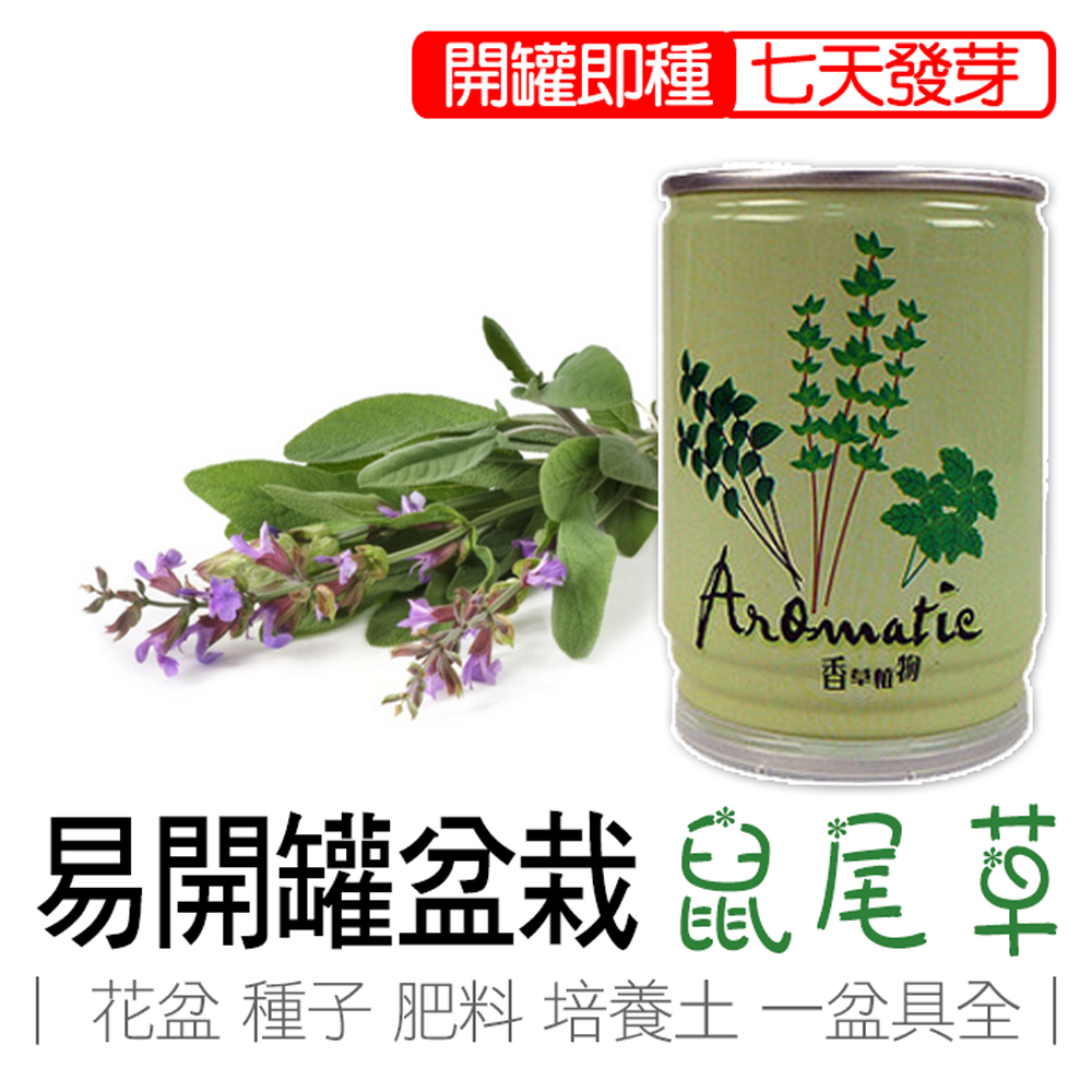【心安購物】iPlant易開罐盆栽-鼠尾草, , large